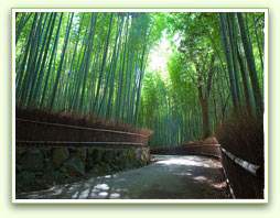 Bamboo Forest